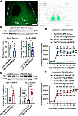 Potential Ago2/miR-3068-5p Cascades in the Nucleus Accumbens Contribute to Methamphetamine-Induced Locomotor Sensitization of Mice